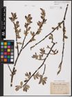 Foto von Salix aurita L. x Salix caprea L.